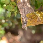 CNN Travel:The mysterious healing plant that only grows on Greece’s Chios island