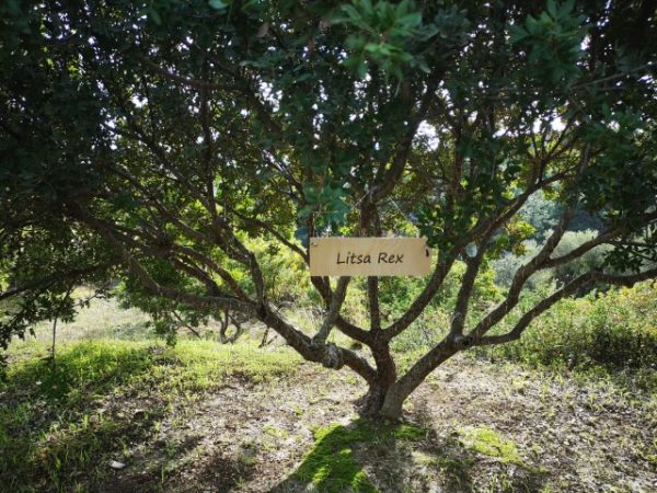 Mastiha, chios, b2b, gift, adoption, tree, corporate gifts, company, esg