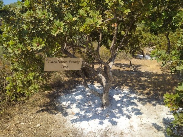 Mastiha, chios, b2b, gift, adoption, tree, corporate gifts, company, esg