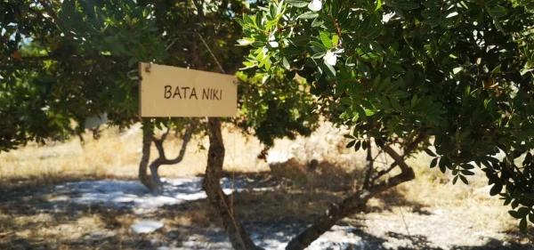 Adopt A Chios Mastiha Tree