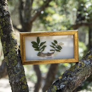 mastiha, mastic, chios, gift, esg, adopt, greece