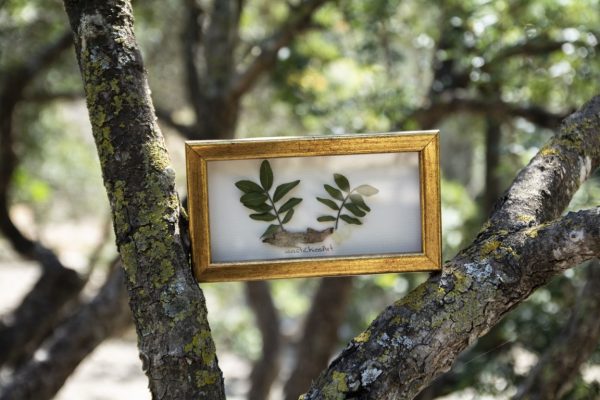 mastiha, mastic, chios, gift, esg, adopt, greece