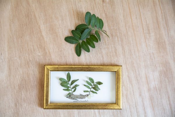 mastiha, mastic, chios, gift, esg, adopt, greece