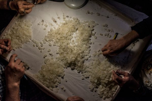 Donate to the Mastiha Legacy Fund - Image 4