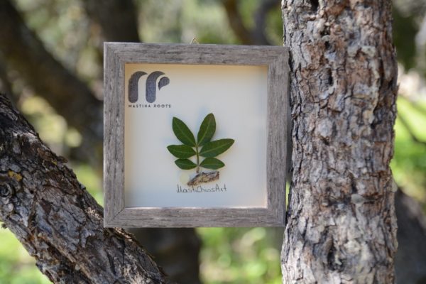 mastiha, chios, b2b, company, trees, gift, adoption, donate