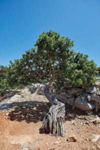 Mastic: The demanding crop sustaining Chios